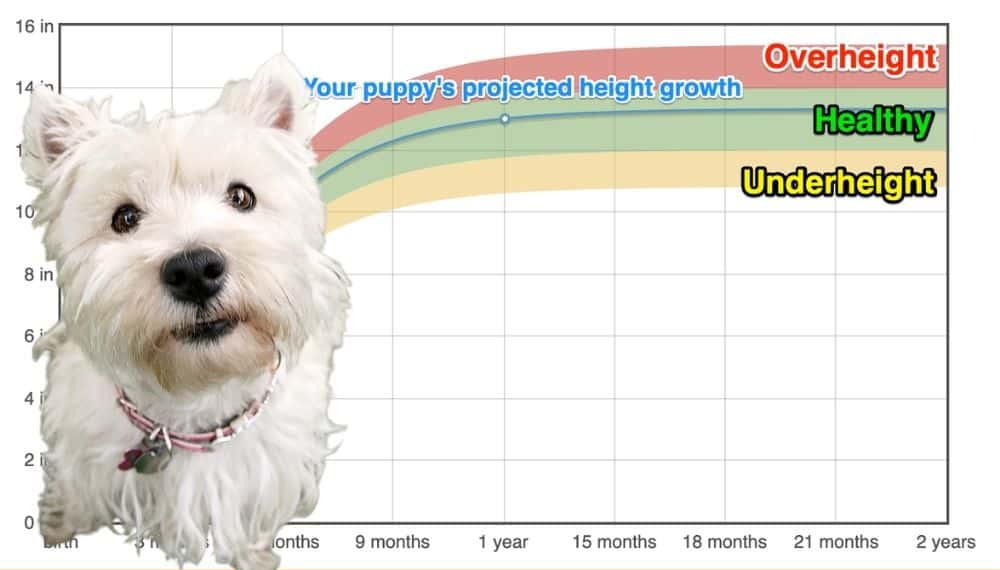 Westie Height+Growth Chart How Tall Will My Westie Grow? The Goody Pet